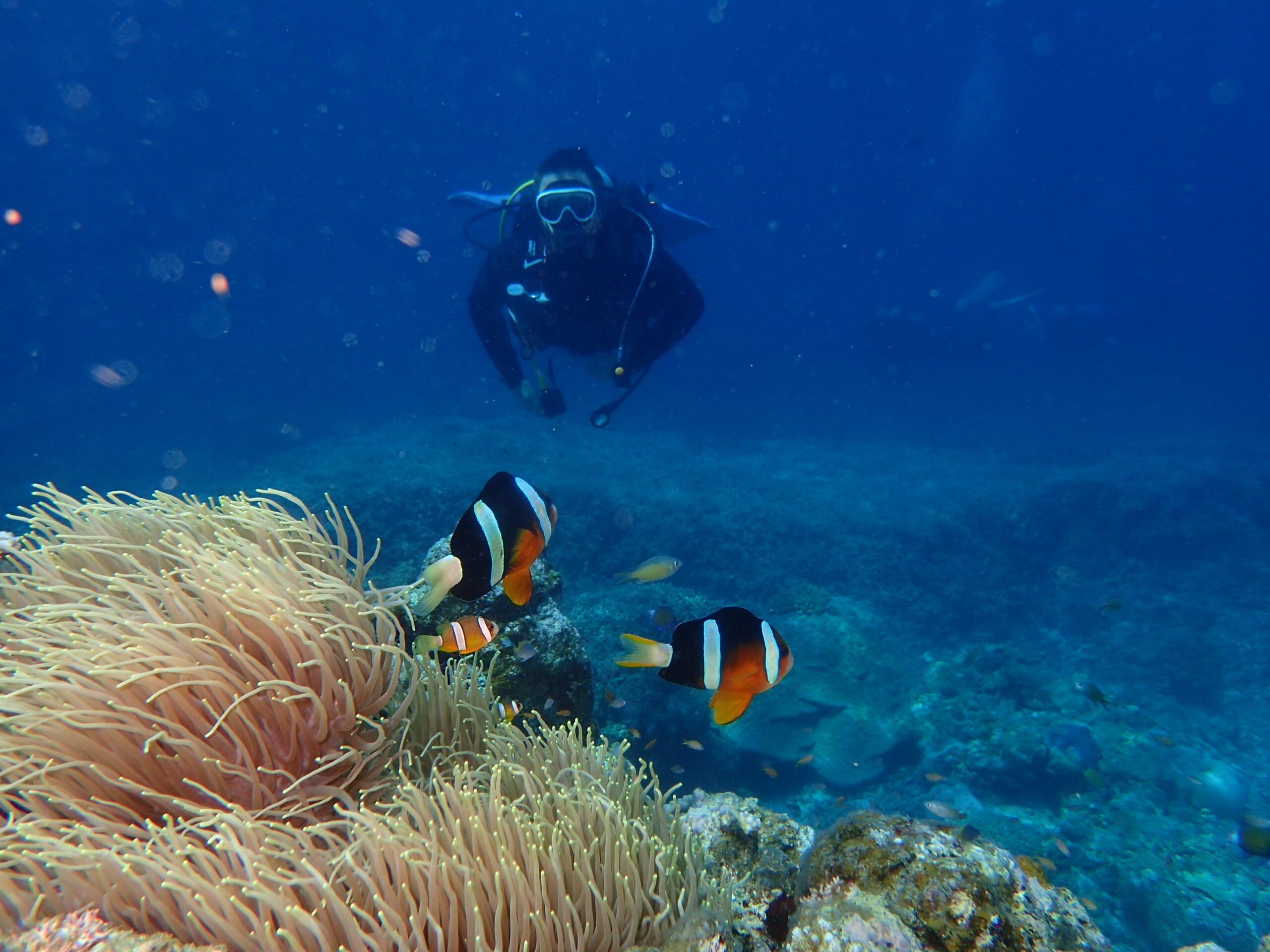 ANECDOTES du Japon : Jour 7 (Ishigaki)