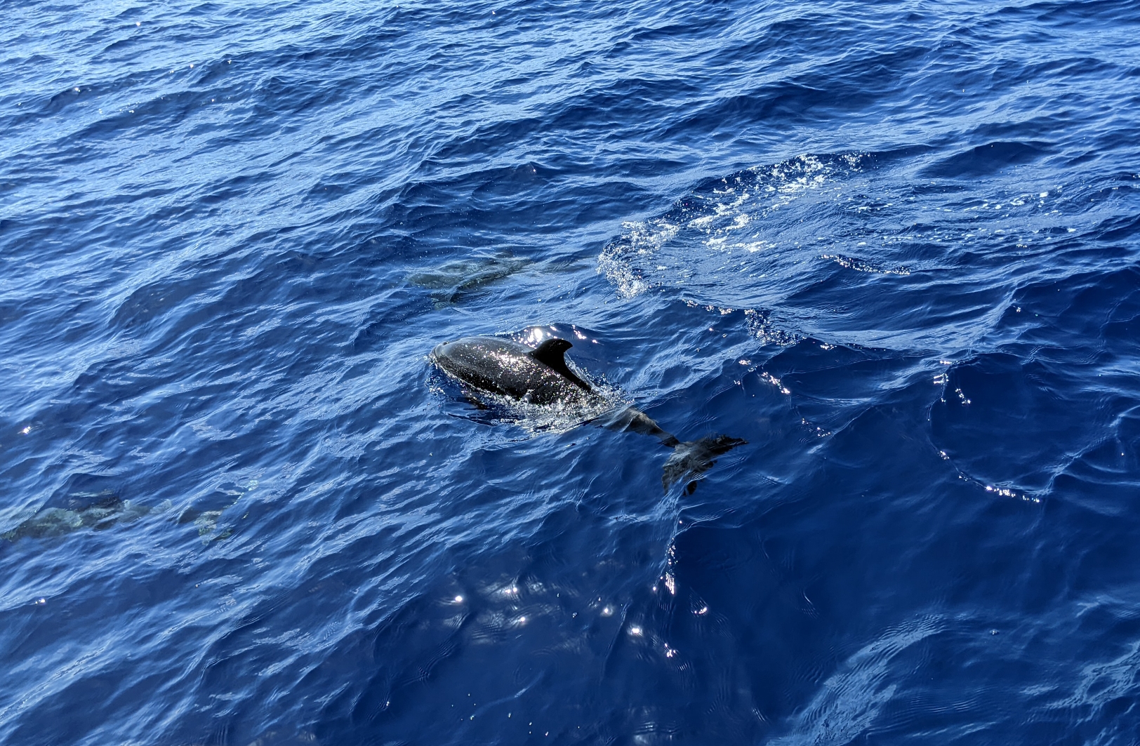 Portugal : Jour 6 (Océan Atlantique – Funchal)